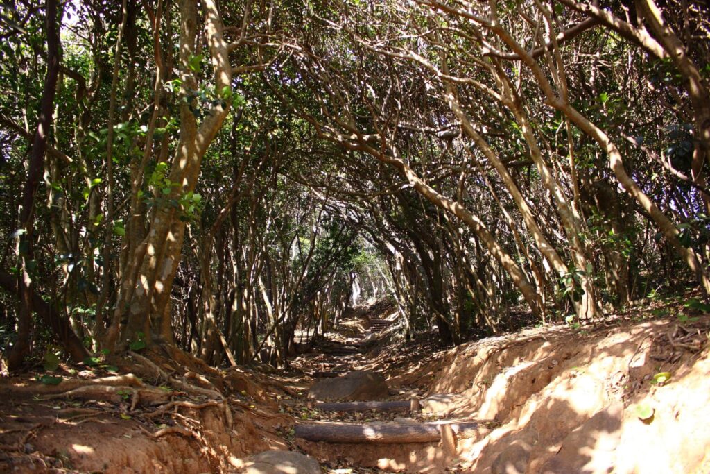 Itoshima - Totoro Forest