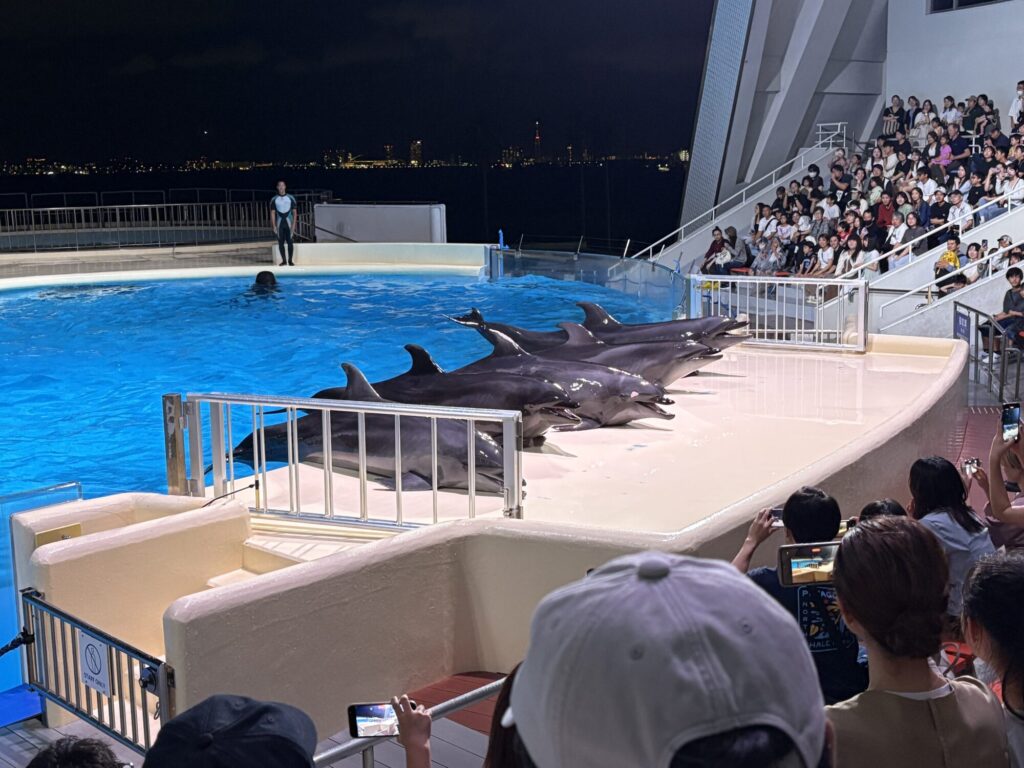 Dolphin show at Marine World