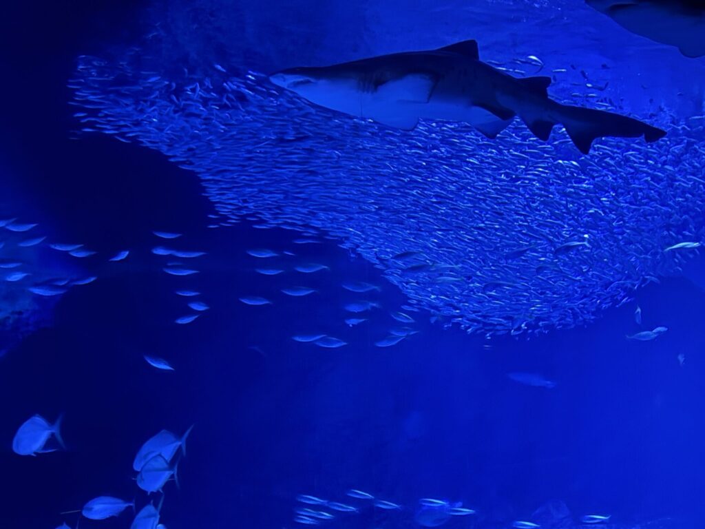 Main aquarium tank at Marine World