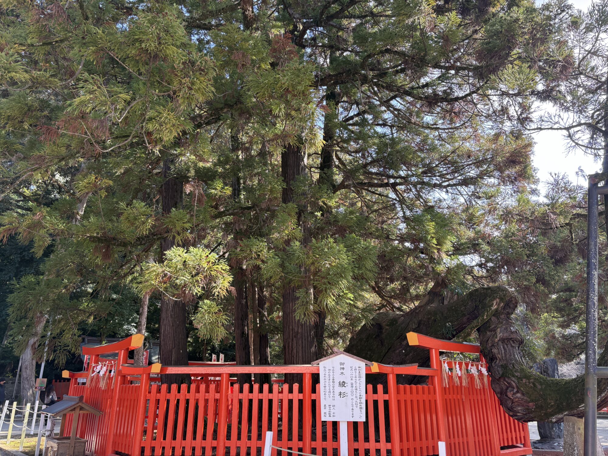 Sacred tree Ayasugi